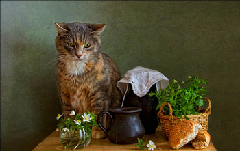 Cat still life, plants, cat, basket, still life, jar, animals, glass, flowers, pot HD wallpaper