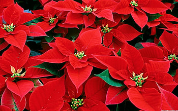 Poinsettia , Festive red blooms, Christmas enchantment, Nature's gift HD wallpaper