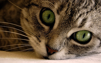 Animals, Cat, Muzzle, Eyes, Striped, Grey HD wallpaper