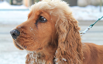 Animals, Snow, Dog, Muzzle, Leash HD wallpaper