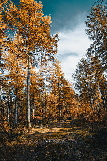 Nature, Trees, Autumn, Road, Forest HD phone wallpaper