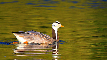 Ultra , resolution, Goose's beauty, Amazing backdrop HD wallpaper
