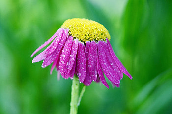 Drops, Flower, Macro, Petals HD wallpaper