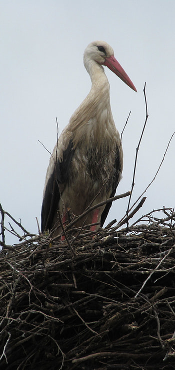 White stork, Majestic creature, Natural elegance, Pristine beauty HD phone wallpaper