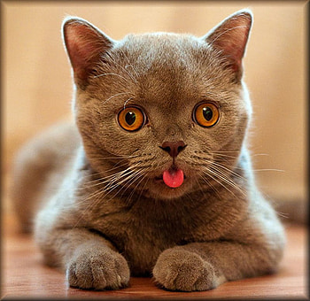 Baby brown cat, dog, animal, puppy, friend HD wallpaper