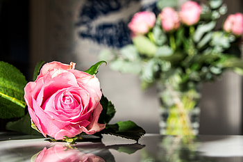 Flowers, Pink, Macro, Rose Flower, Rose, Petals HD wallpaper
