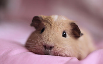 Animals, To Lie Down, Lie, Sight, Opinion, Guinea Pig, Nose HD wallpaper