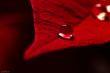 Water, Macro, Sheet, Leaf, Drop HD wallpaper