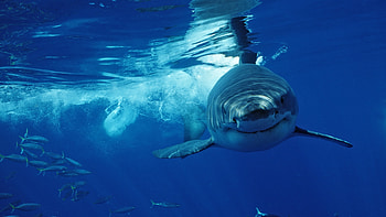 Great white sharks, Predatory fish, Live Science facts, Aquatic wonders HD wallpaper