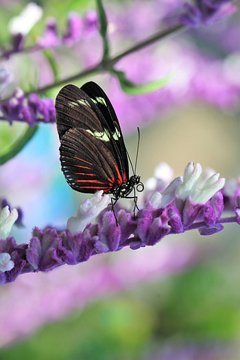 Animals, Flower, Macro, Pattern, Butterfly, Wings HD phone wallpaper