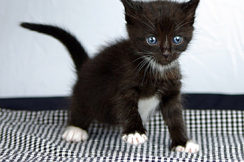 Kitten, cats, kitties HD wallpaper