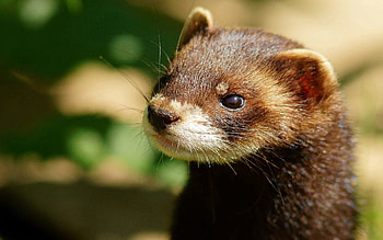 Animals, Muzzle, Animal, Head, Polecat, Ferret HD wallpaper