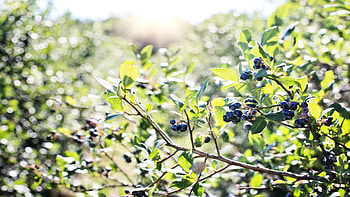 Food, Berries , ultra HD wallpaper