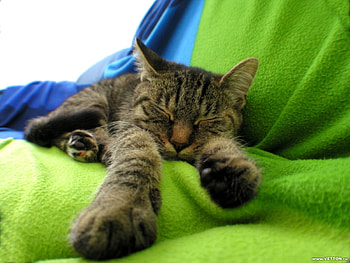 Animals, Cats HD wallpaper