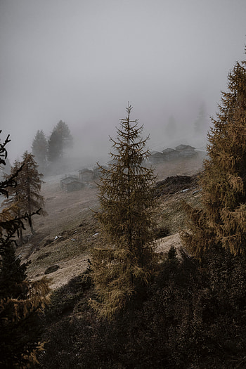 Landscape, Nature, Trees, Building, Fog, Slope HD phone wallpaper