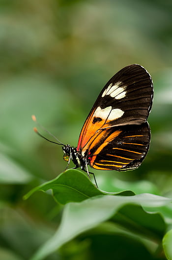 Close-up of a Heliconius butterfly with vibrant wings perched on a green leaf. HD phone wallpaper