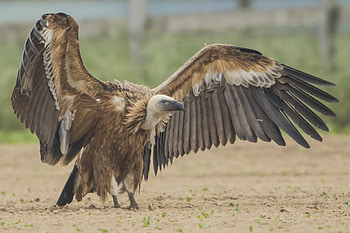 Impressive vulture graphy, Birding enthusiasts, Christian Vandeputte's work, Avian beauty HD wallpaper