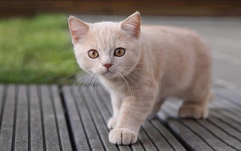 Cute kitty, animal, cute, cat, kitty HD wallpaper