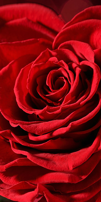 bokeh, flower, red rose, red flower, macro, nature, rose HD phone wallpaper