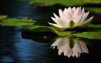 Nature, water lily, Lily Pad, backgrounds HD wallpaper