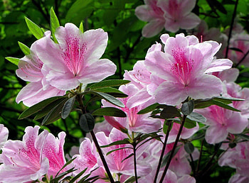Flowers, Bush, Close-Up, Bloom, Flowering, Greens, Rhododendron HD wallpaper