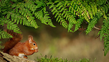 Squirrel, nature, tail, Animal HD wallpaper