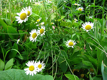 Plants, Flowers, Camomile HD wallpaper