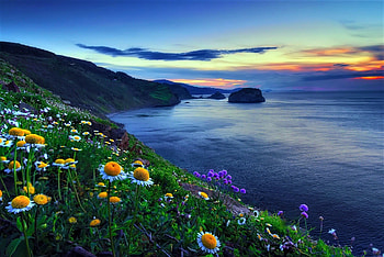 Coastal sunset, sea, flowers, sunset, coast HD wallpaper