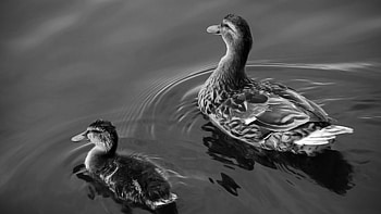Animals, Water, Ducks, Bird, Family, To Swim, Swim HD wallpaper