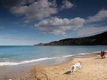 Beach Dog, dogs, sunny, dalmatian, beach HD wallpaper