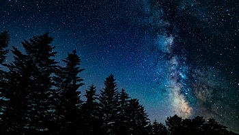 Milky Way Through Pine Trees, milky-way, pine, trees, stars, star, tree, sky, nature HD wallpaper