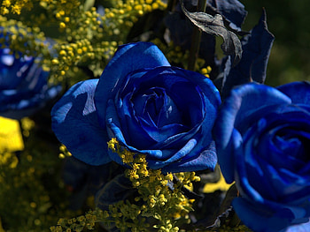 blue rose, s, j, l, a HD wallpaper