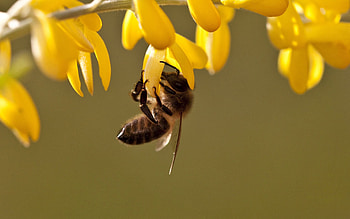 Flowers, Grass, Leaves, Macro, Bee HD wallpaper