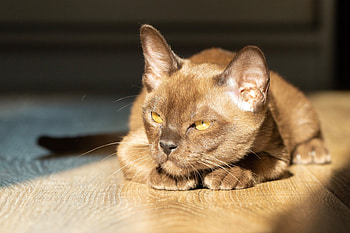 Burmese Cat , Beautiful feline, , backgrounds HD wallpaper