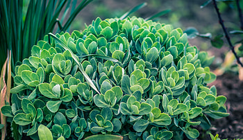 Nature, Leaves, Plant, Flower Bed, Flowerbed HD wallpaper