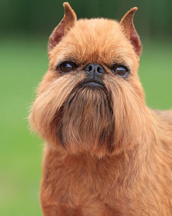 Brussels Griffon, American Brussels Griffon Association, National Specialty, Dog show winner HD phone wallpaper