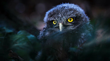 Owl Bright Eyes, night, owlet, eyes, owl, dark HD wallpaper