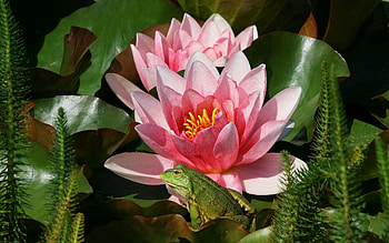 Animals, Swamp, Petals, Water Lily, Frog HD wallpaper