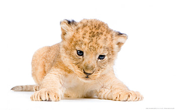 lion cub, cute, cat, lion, cub HD wallpaper