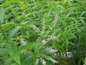 Lemon verbena, Must-have plant, Fragrant leaves, Herbal remedy HD wallpaper
