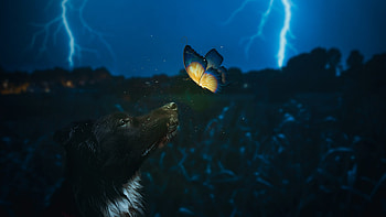 Dog And Butterfly, dog, butterfly, hop, graphy HD wallpaper