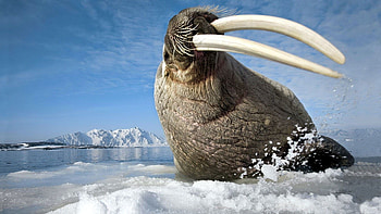 Tusks, Walrus HD wallpaper