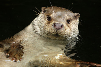Otter in its habitat, Nature graphy, , Wildlife HD wallpaper