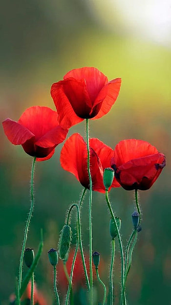 Poppies, flowers HD phone wallpaper