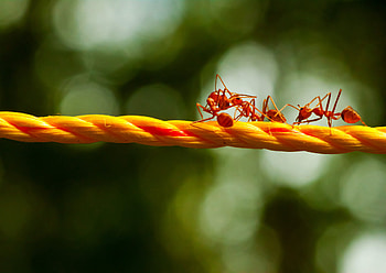110 ant , Vast collection, Diverse themes, Artistic representation HD wallpaper
