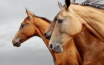 Akhal-Teke, Horses HD wallpaper