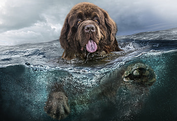 Animals, Water, Sea, Dog, To Swim, Swim, Language, Tongue HD wallpaper