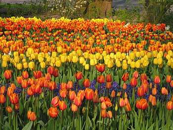 Flowers, Tulips, Park, Flower Bed, Flowerbed, Spring, Hyacinths HD wallpaper