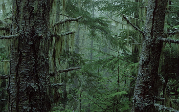 Landscape, Trees, Fir-Trees HD wallpaper