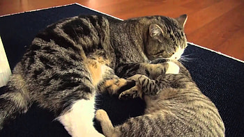 Maru and Hana, Maru (Cat) HD wallpaper